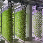 Vertical farming conveyor system